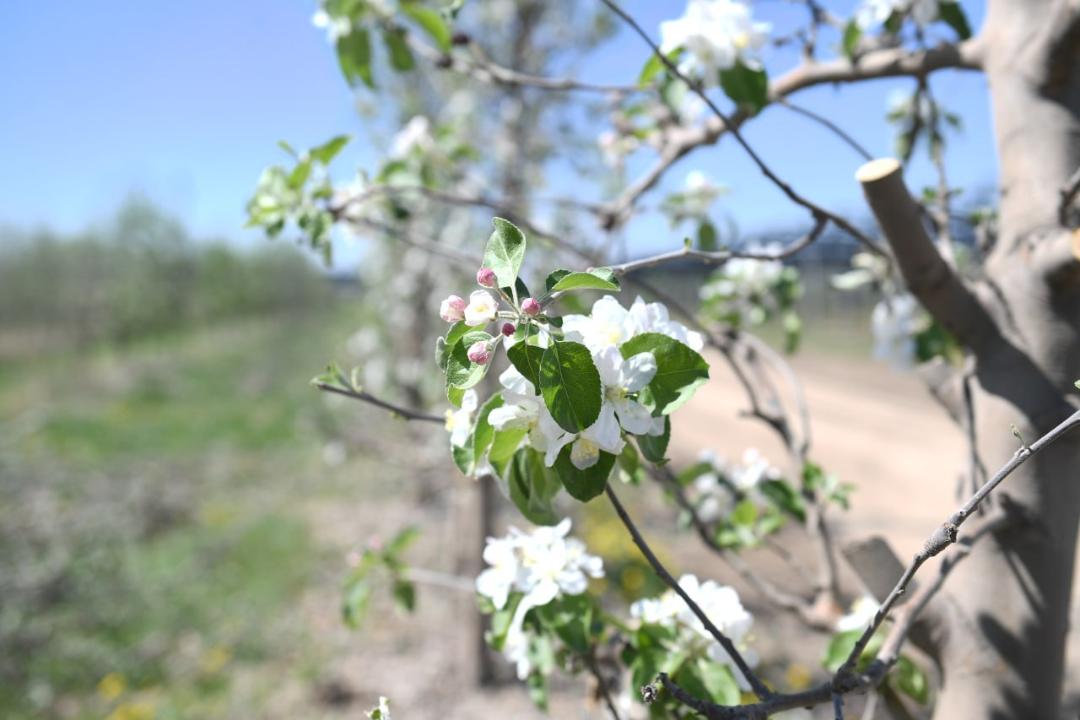 Яблоневые сады Алматинской области: от цветения к богатому урожаю